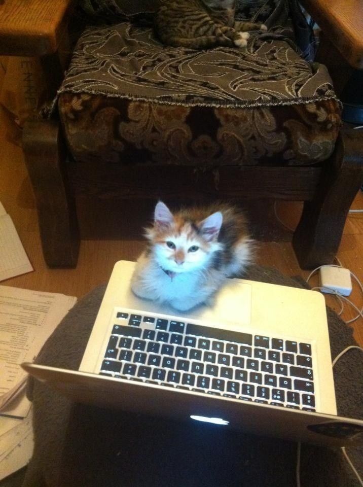 Аватар квтишки